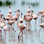 Lake-nakuru