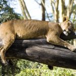 Lake-nakuru-lion