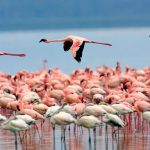 Lake-nakuru2