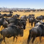 Mara-wildebeest2