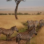 maasai-mara-zebras