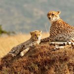 masai-mara-cheetahs