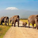 Amboseli-Elephants-herd