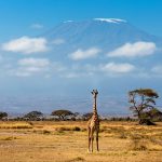 Amboseli-Giraffe