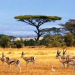 Amboseli-safaris