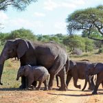 Amboseli-safaris2