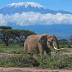 Amboseli-tours