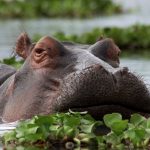 Hippo-lake-naivasha