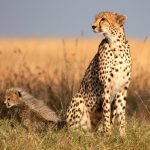 Cheetah-cub-mara