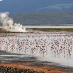 Lake-Bogoria