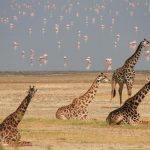 Lake-Manyara