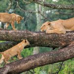 Lake-Manyara-lions