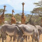 Samburu-tour