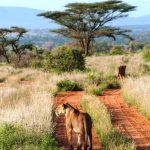 Samburu-tour4