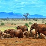 Tsavo-East-National-Park