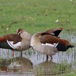 birds-lake-manyara