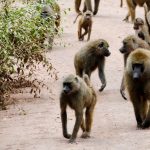 lake-manyara2