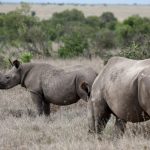 Black-rhino-Ol-Pejeta