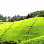 Kiambethu-Tea-Farm