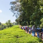 Kiambethu-Tea-Farm2