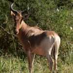 Tarangire_National_Park2