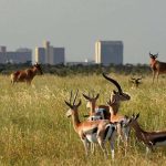 nairobi-national-park3