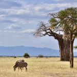 tarangire-national-park