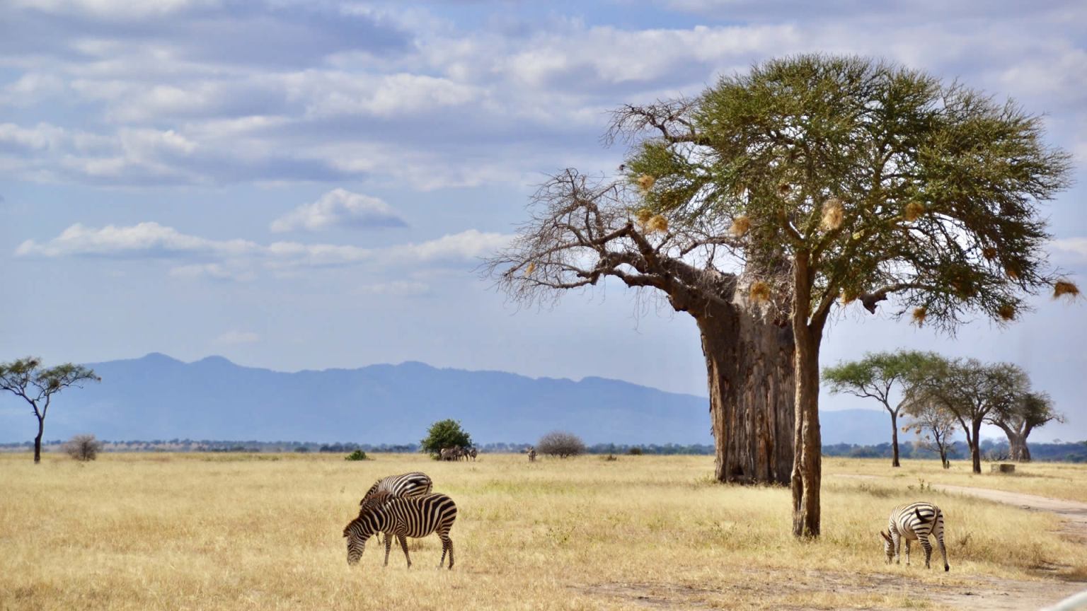 6 Days Manyara Serengeti Ngorongoro And Tarangire Safari Adventure
